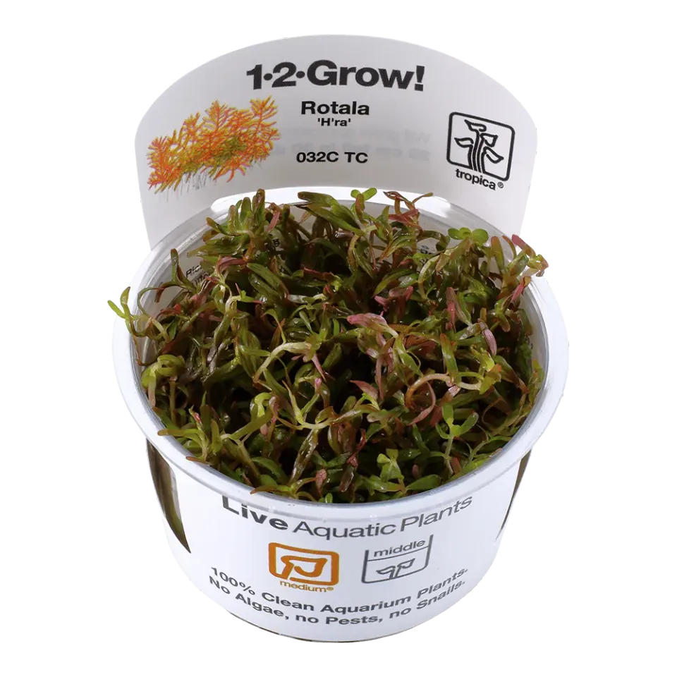 Akvarievalvet Rotala rotundifolia H'ra akvarieväxt