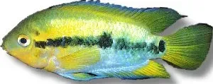 Herotilapia multispinosa regnbågsciklid 5–6 cm snäll