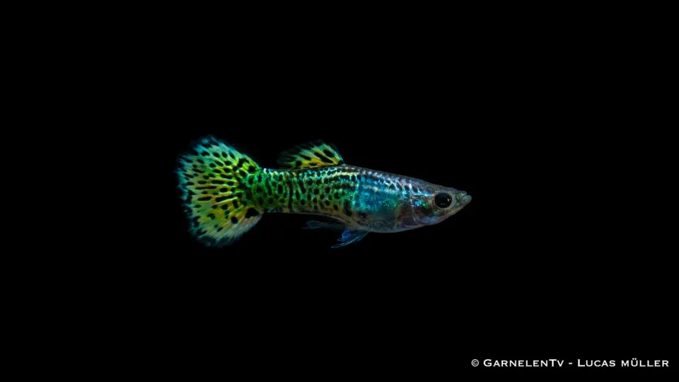Garnelen TV Cobra Green guppyhane akvariefisk 3-4 cm grön