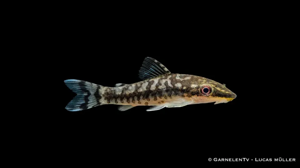 Garnelen TV Zebra Otocinclus cocama sugmal algätare