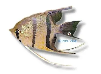 Pterophyllum scalare leopoldi F1 akvariefisk 4–5 cm