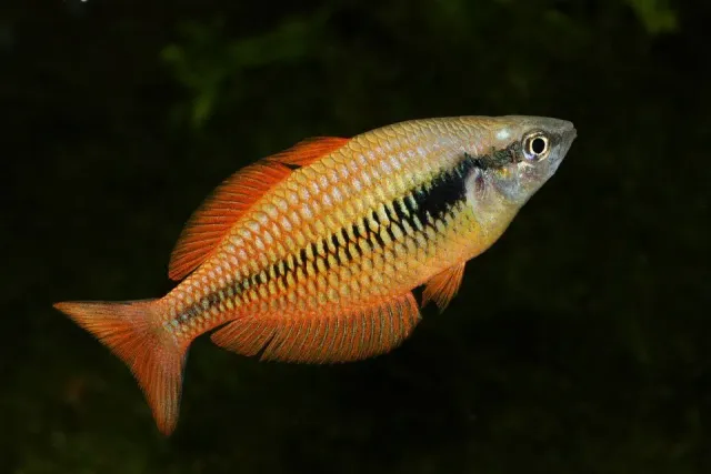 Näsets Ciklidhobby Melanotaenia parva regnbågsfisk 5–6 cm