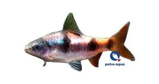 Näsets Ciklidhobby Puntius tambraparniei akvariefisk 3–4 cm