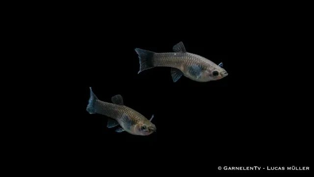 Garnelen TV blue moskau guppyhona Poecilia reticulata