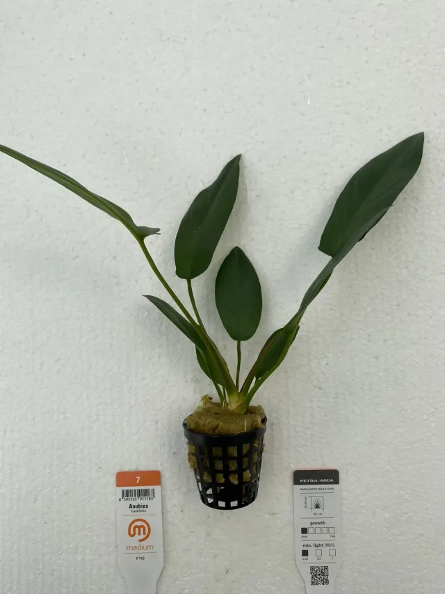 Näsets Ciklidhobby Anubias hastifolia Easy XXL växt tålig