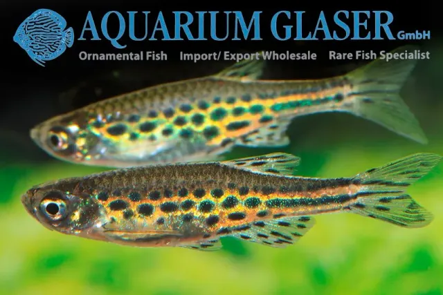 Näsets Ciklidhobby Danio tinwini akvariefisk md panterdanio