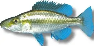 Haplochromis compressiceps Malawi Eye-Biter ciklid XL rovfisk