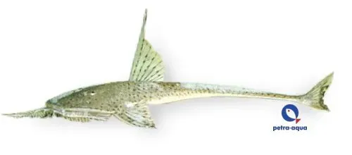 Näsets Ciklidhobby Planiloricaria cryptodon mal 10–12 cm