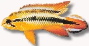 Näsets Ciklidhobby Apistogramma Agassizi Double Red ciklid XL