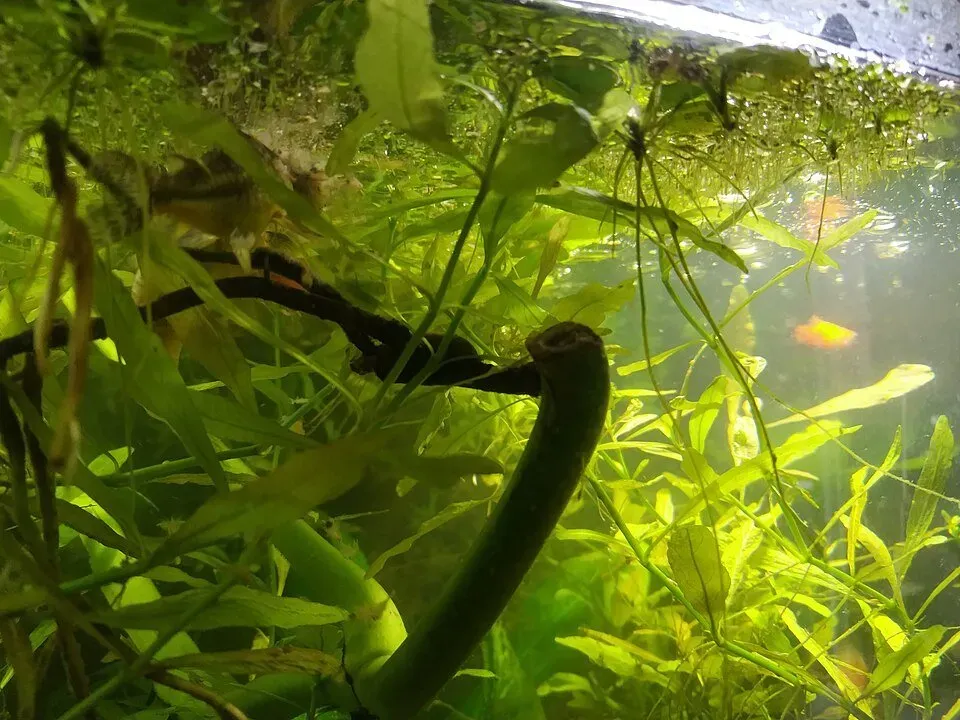 Näsets Ciklidhobby Hygrophila Sunset akvarieväxt PE rosa