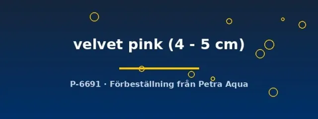 Näsets Poecilia latipinna molly velvet pink 4-5 cm