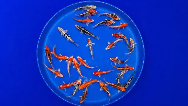 Garnelen TV Japan Koi Marusaka dammfisk 12-15 cm