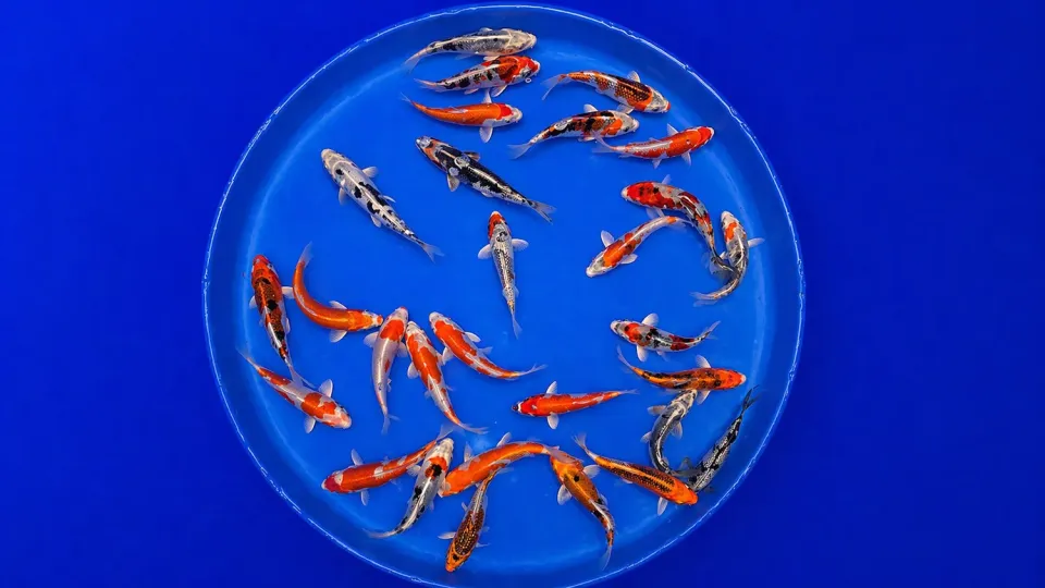 Garnelen TV Japan Koi Marusaka dammfisk 12-15 cm