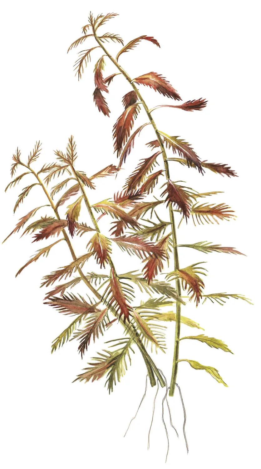 Akvarievalvet Proserpinaca palustris Cuba akvarieväxt
