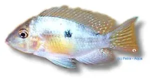 Näsets Ciklidhobby Gymnogeophagus australis ciklid fisk >8 cm