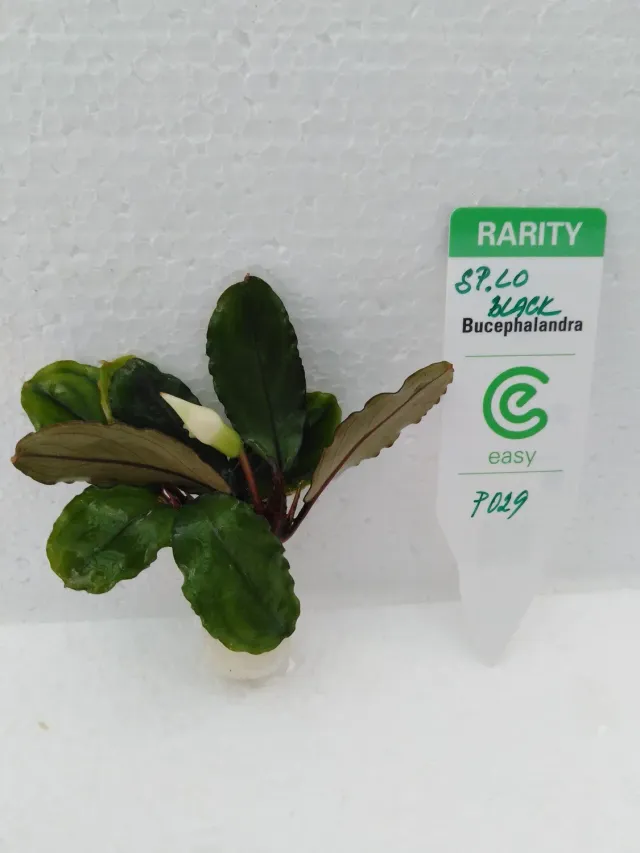 Näsets Ciklidhobby Bucephalandra Lo Black växt Easy8