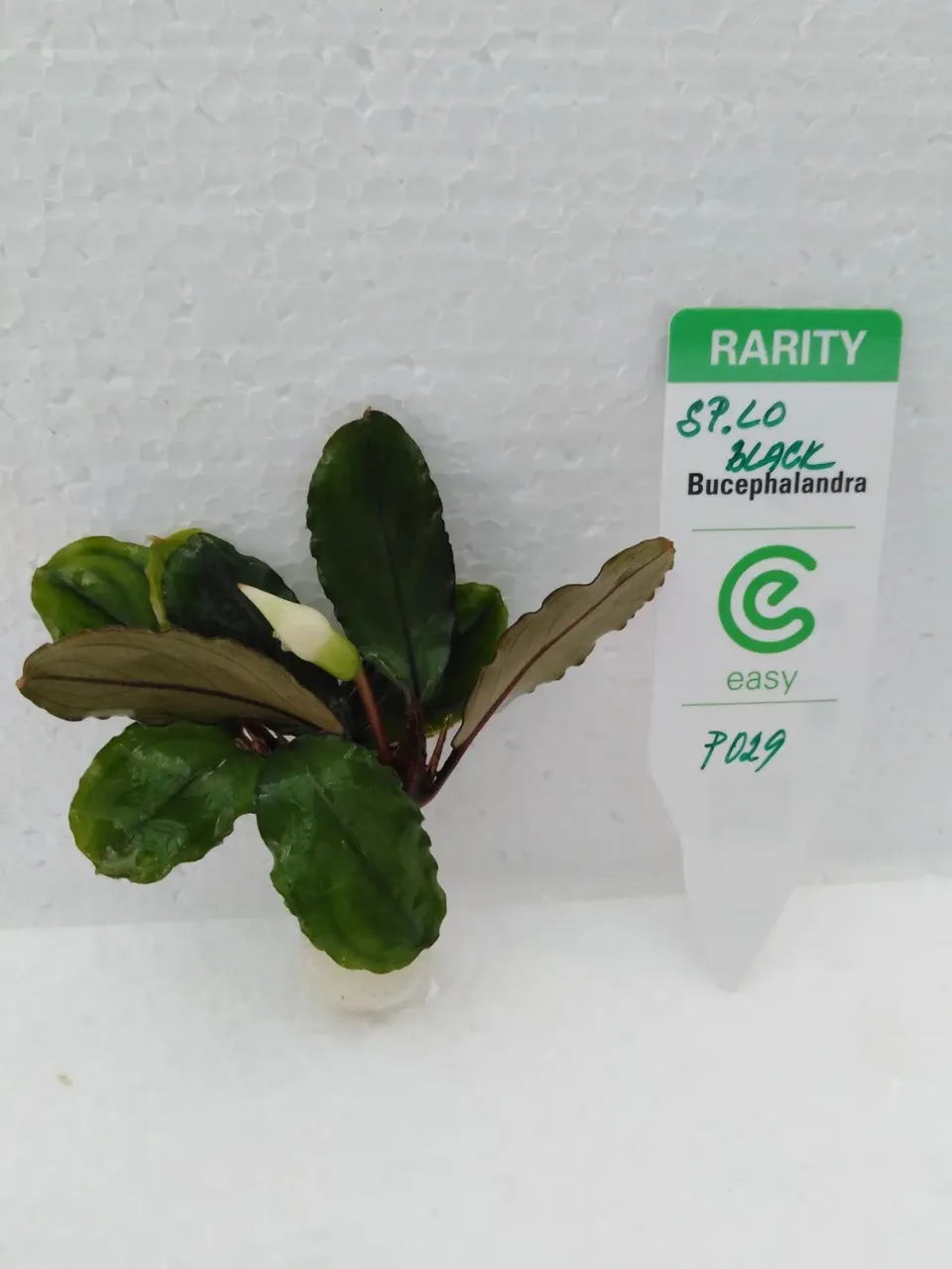 Näsets Ciklidhobby Bucephalandra Lo Black växt Easy8