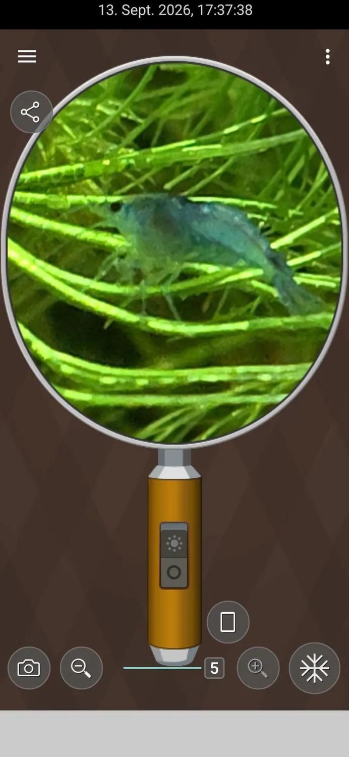 Garnelen TV Blue Jelly räkor Neocaridina davidi pastellblå