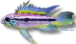 Näsets Ciklidhobby Apistogramma Rio Madeira dvärgciklid L