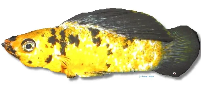 Näsets Ciklidhobody Sail-Fin Molly Goldleopard 5 cm