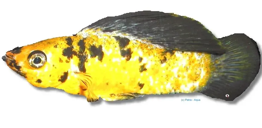 Näsets Ciklidhobody Sail-Fin Molly Goldleopard 5 cm