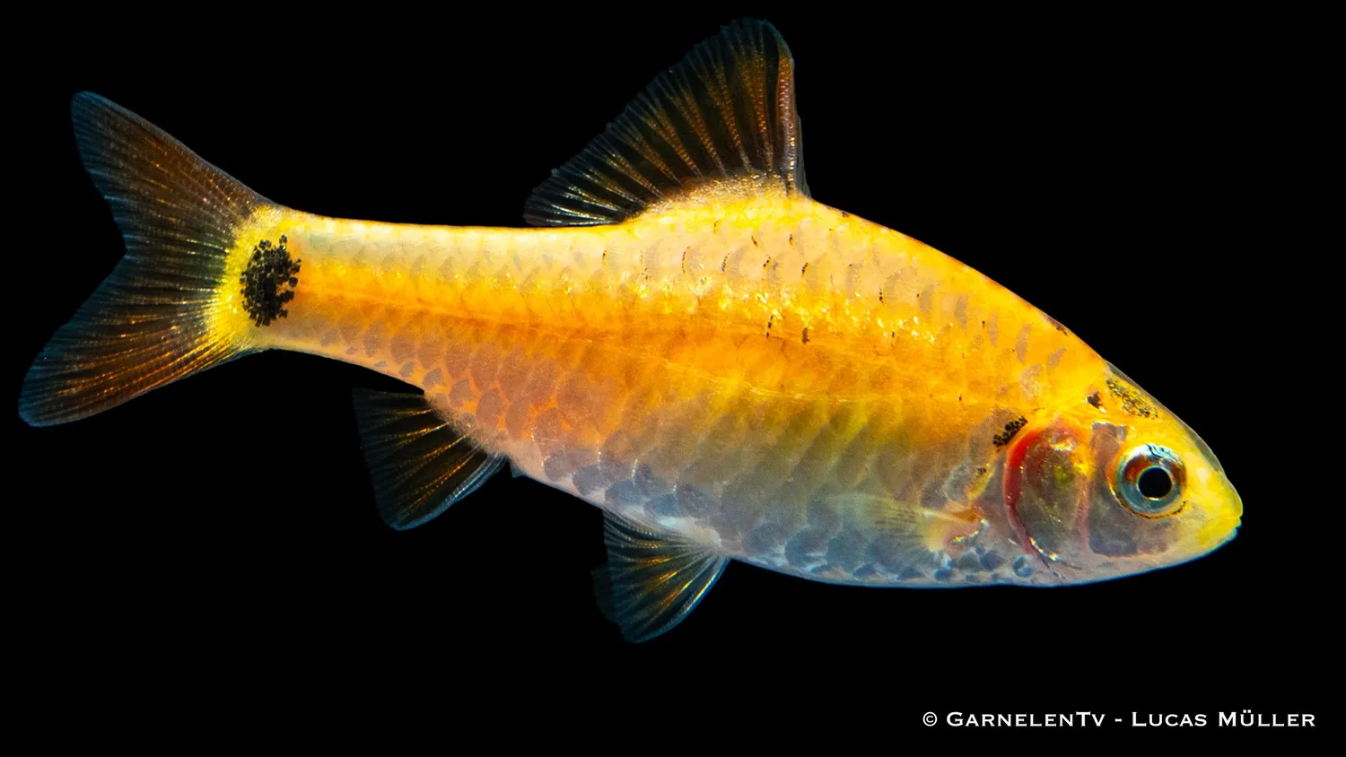 Garnelen TV brokatbarb barbodes semifasciolatus stimfisk