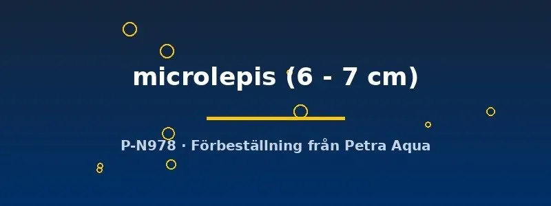 Näsets Ciklidhobby Haplotaxodon microlepis ciklid 6–7 cm