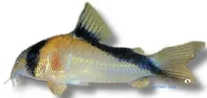 Corydoras davidsandsi pansarmal 3–4 cm stim