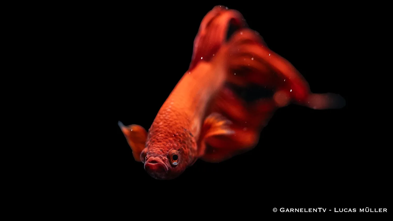 Garnelen TV Betta splendens kampfisk hane kortfenad