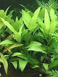 Näsets Hygrophila guyanensis akvarieväxt kruka tålig