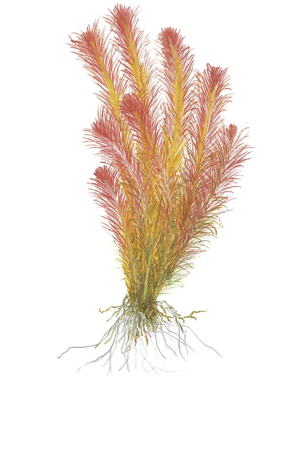 Akvarievalvet Rotala wallichii akvarieväxt röd