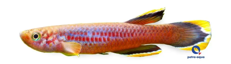 Näsets Ciklidhobby Celiae Teke killifisk M