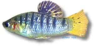 Näsets Ciklidhobby Limia nigrofasciata akvariefisk 3–4 cm