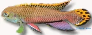 Pelvicachromis Taeniatus Kluegei dvärgciklid 4-5 cm