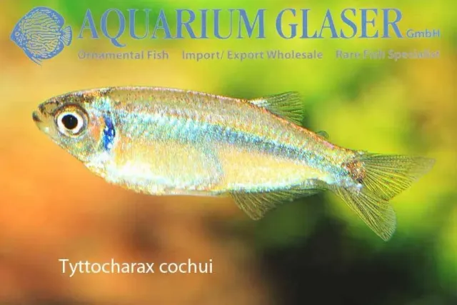 Näsets Ciklidhobby Tyttocharax cochui md akvariefisk stimfisk