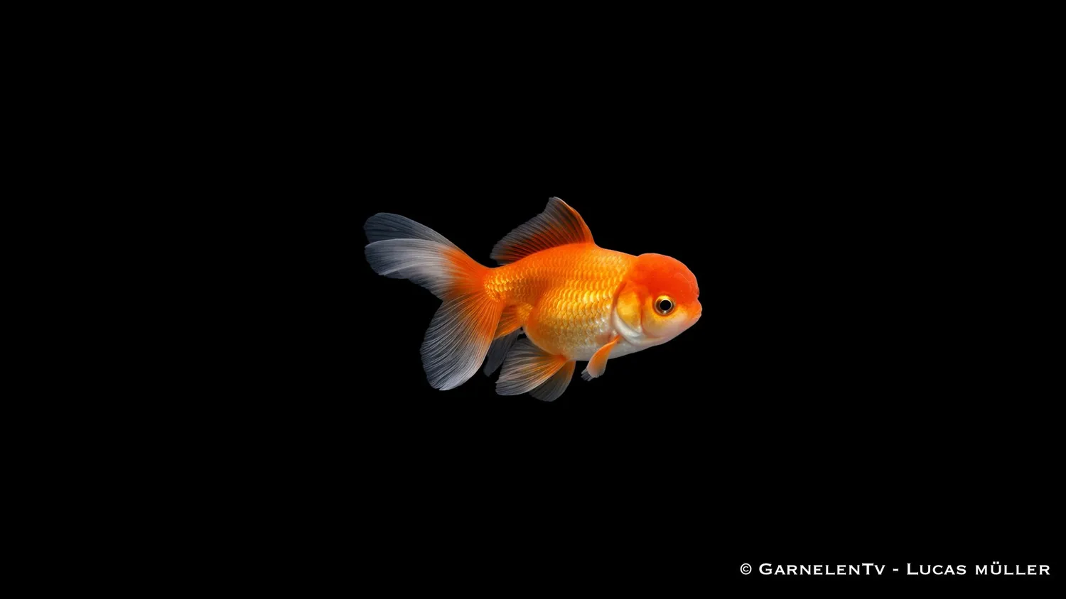 Garnelen TV Oranda Butterfly Mix guldfisk 7-8 cm