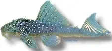 Näsets Ciklidhobby L200 Chaetostomus sugmal 5–7 cm algätare