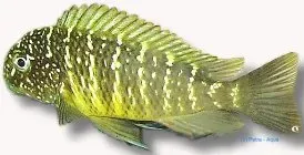 Tropheus moorii murago ciklid XL Tanganyika