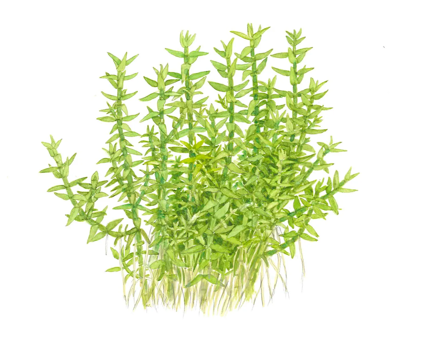 Akvarievalvet Gratiola viscidula akvarieväxt mellangrund