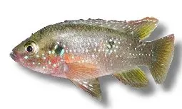 Näsets Ciklidhobby Hemichromis bimaculatus akvariefisk 7–10 cm röd