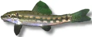 Näsets Ciklidhobby Gyrinocheilus aymonieri algätare 6–7 cm