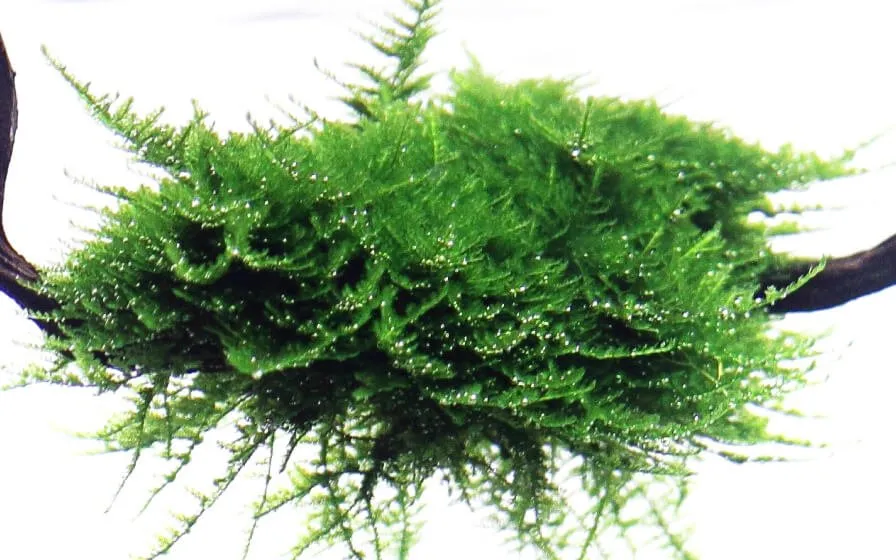 Akvarievalvet Vesicularia montagnei Christmas mossa grön