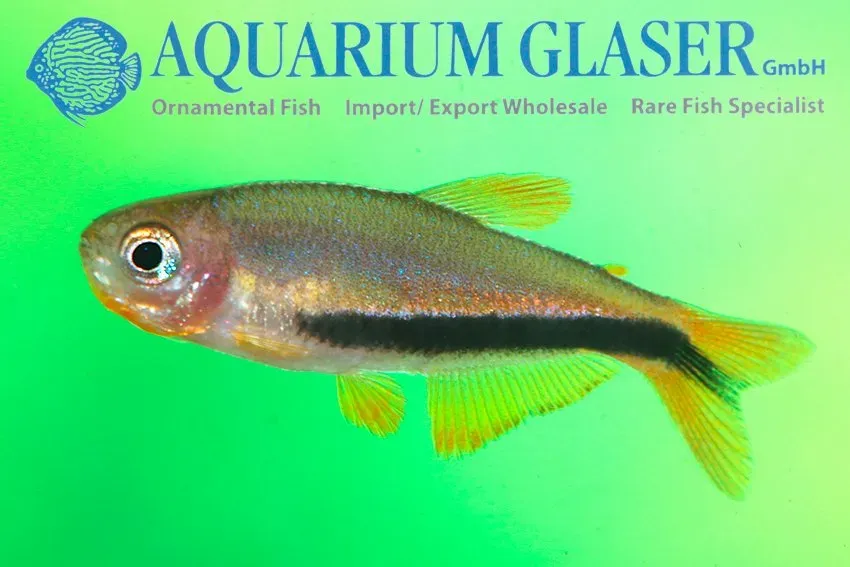 Näsets Ciklidhobby Inpaichthys luizae akvariefisk sm stimfisk
