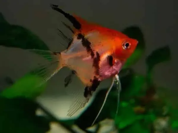 Näsets Ciklidhobby Red Devil skalar 5–6 cm Sydamerika