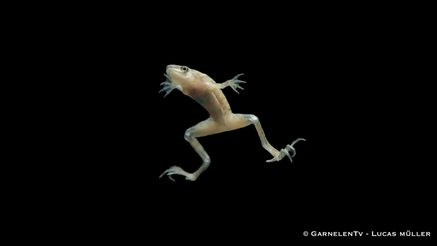 Garnelen TV Dvärgklokgroda guld albino akvariegroda