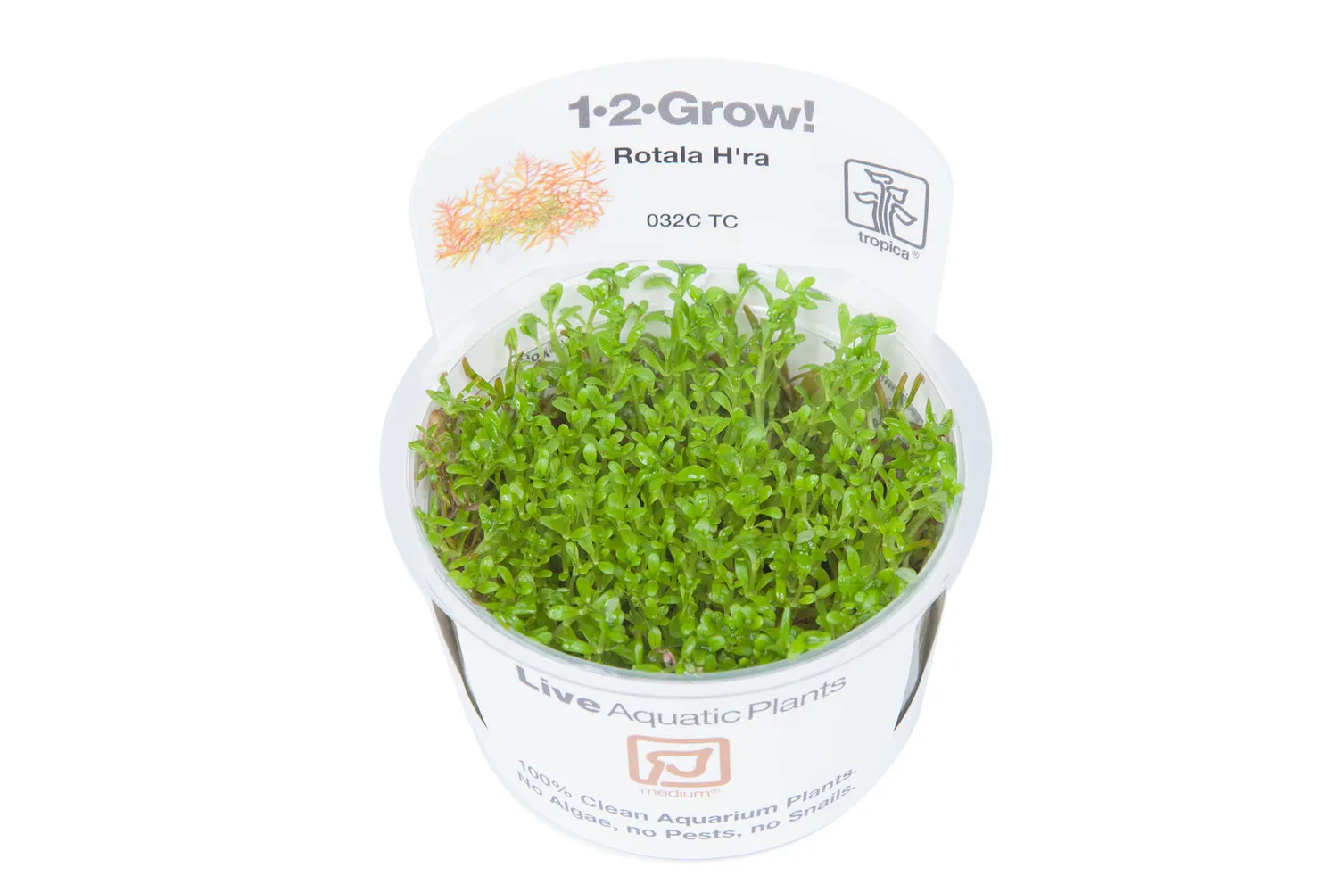 Akvarievalvet Rotala rotundifolia H'ra akvarieväxt