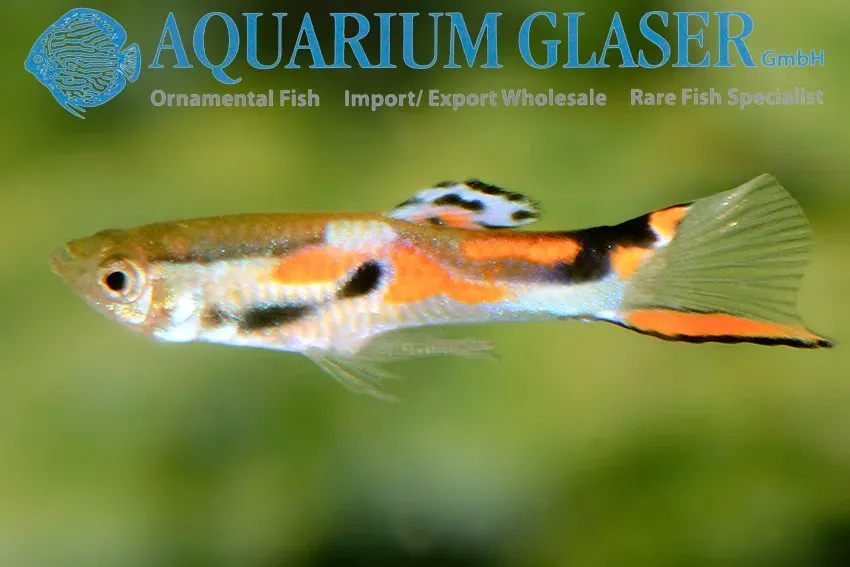 Näsets Ciklidhobby Endler bred guppy md