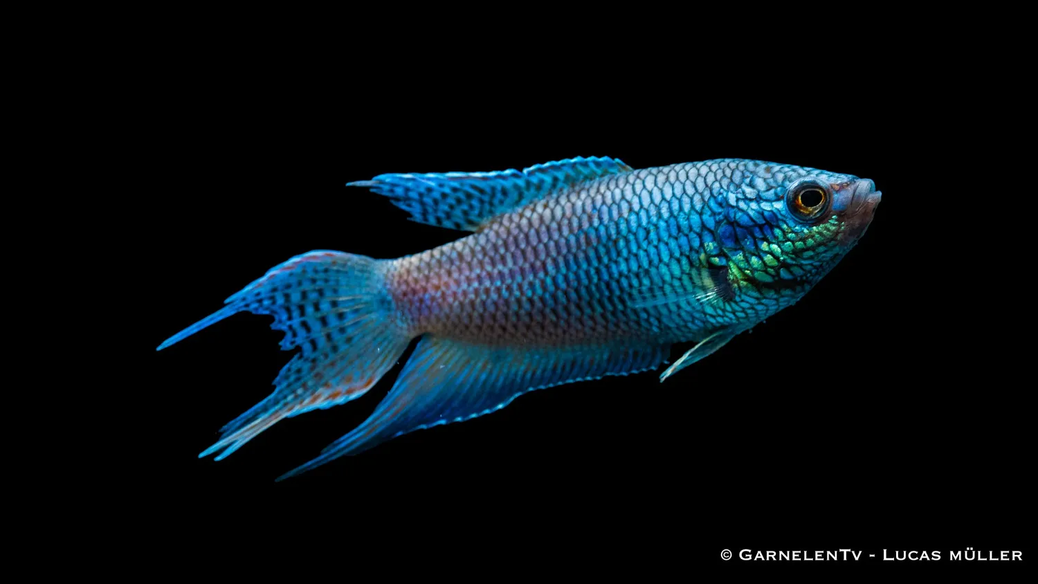 Garnelen TV Svart Royal Blue Macropodus spechti makropod 6–8 cm