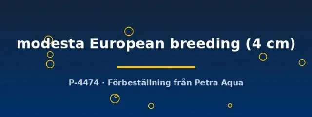 Näsets Ciklidhobby Botia modesta praktbotia fisk 4 cm