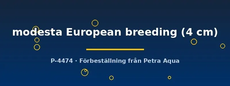 Näsets Ciklidhobby Botia modesta praktbotia fisk 4 cm